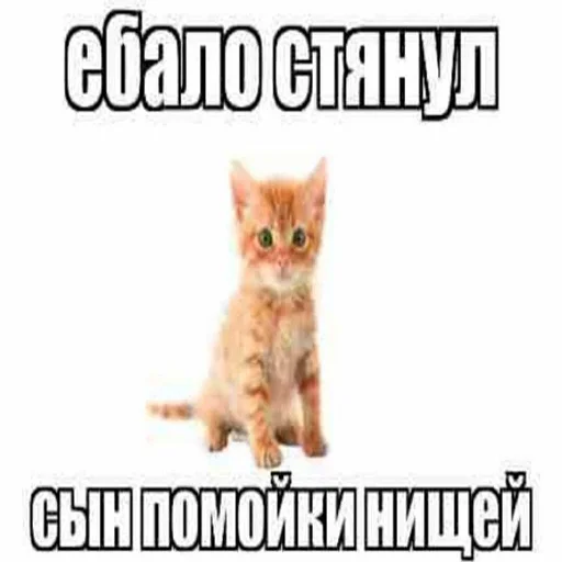 text domestic cat animal