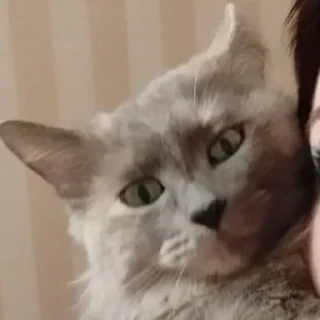 Стикер Настя и Кекус - 6