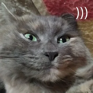 Стикер Настя и Кекус - 1