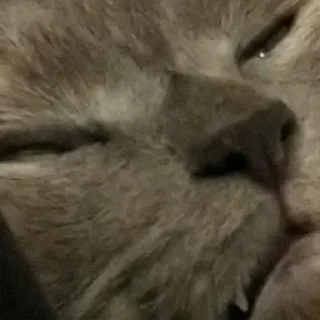 Стикер Настя и Кекус - 4