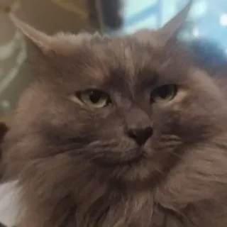 Стикер Настя и Кекус - 8