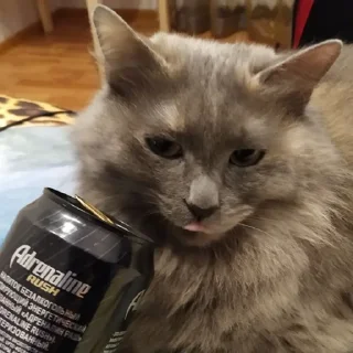 Стикер Настя и Кекус - 11