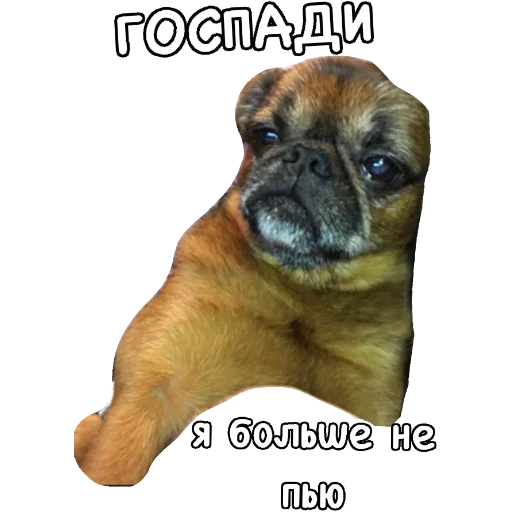 животное млекопитающее собака