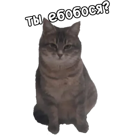 животное домашняя кошка кошка