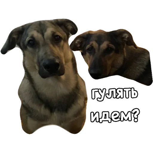 животное порода собак млекопитающее