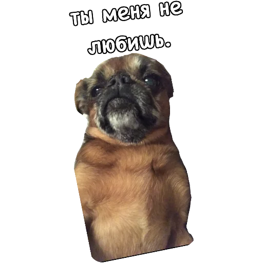 животное собака млекопитающее