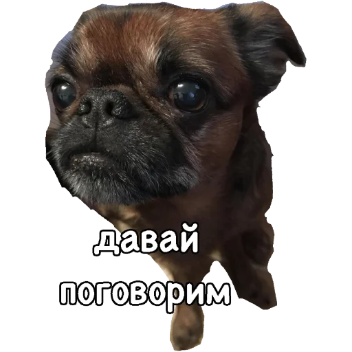 животное млекопитающее собака