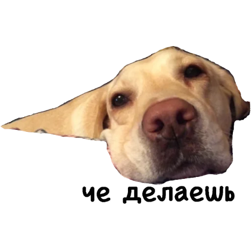 животное млекопитающее собака