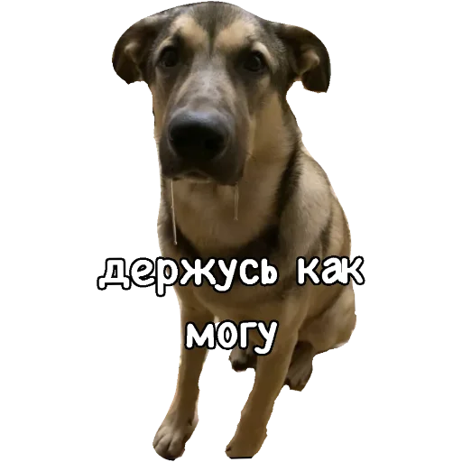 животное порода собак млекопитающее