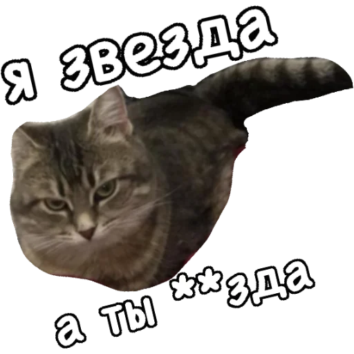 животное млекопитающее кошка