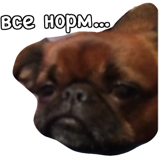 животное собака млекопитающее