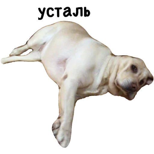 животное млекопитающее порода собак