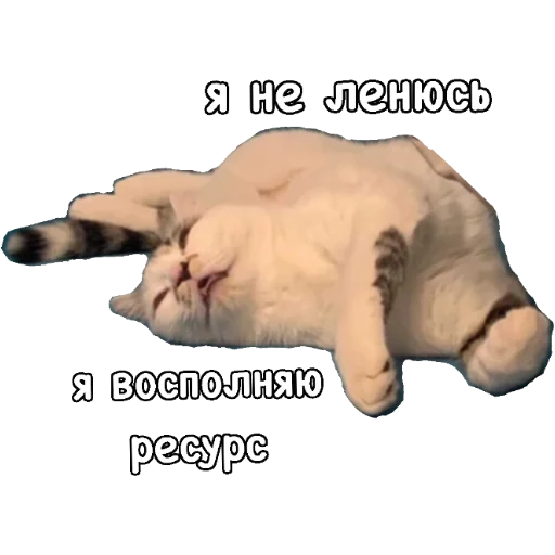 животное кошка млекопитающее