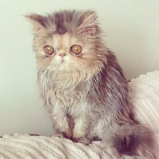 животное кошка млекопитающее