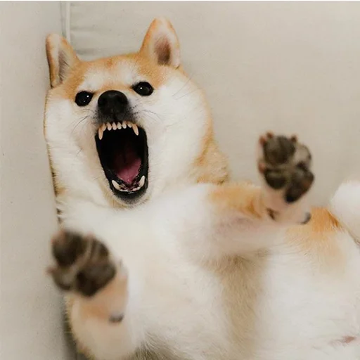 животное млекопитающее домашнее животное