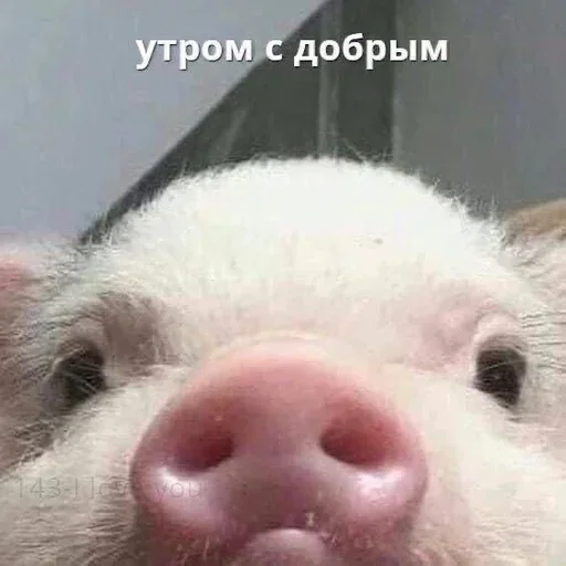 Стикер KgIbmXithQUYdeZ_by_stickers_stealer_bot - 1