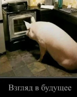 Sticker Хуй • @DayStikBot - 2