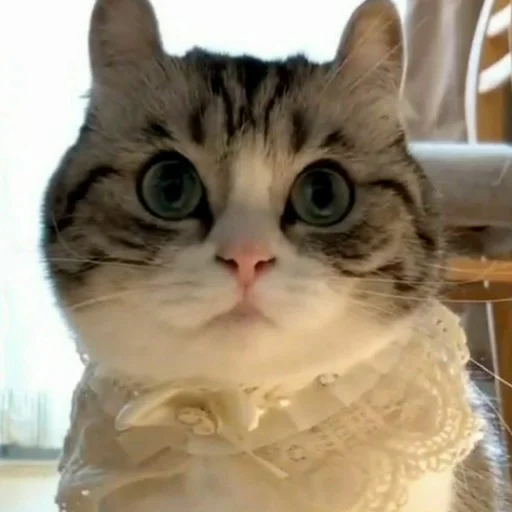 cat small to medium-sized cats animal