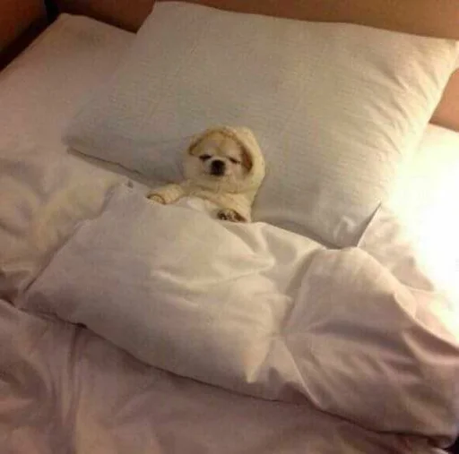 комнатный кровать животное