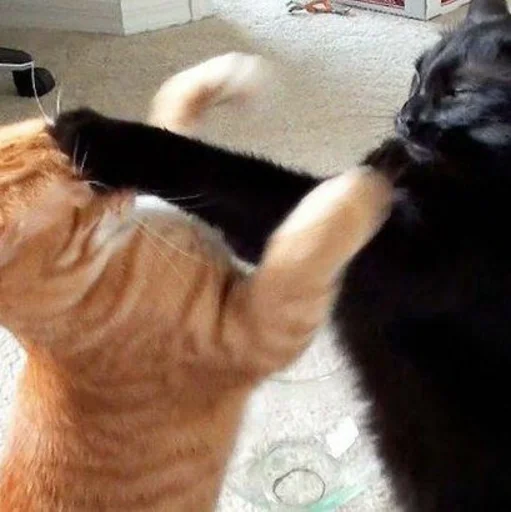 animal mammal domestic cat