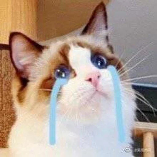 животное млекопитающее кошка