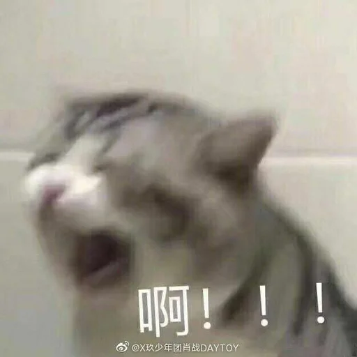 млекопитающее животное домашняя кошка