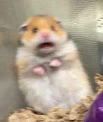 животное млекопитающее хомяк