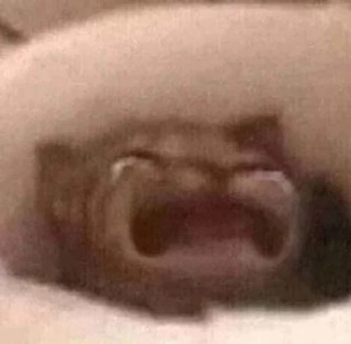 котики :: @fStikBot - 