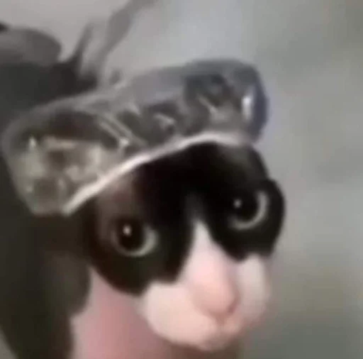 Sticker котики :: @fStikBot - 8