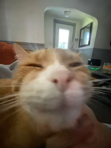 Sticker котики :: @fStikBot - 7