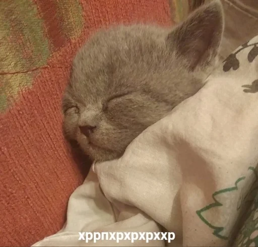 Sticker котики :: @fStikBot - 5