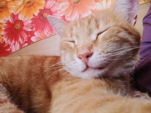 Sticker котики :: @fStikBot - 3