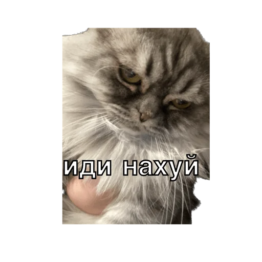 Sticker KimBilir - 1