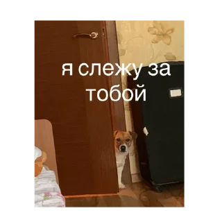 Sticker Ким белир - 2