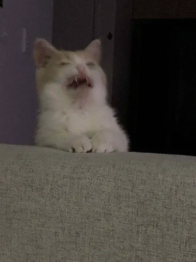 животное млекопитающее кошки малого и среднего размера