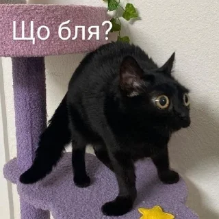 Sticker Стикеры котофрукта! - 11