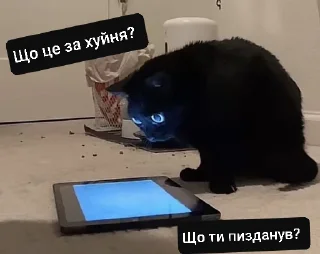 Sticker Стикеры котофрукта! - 4