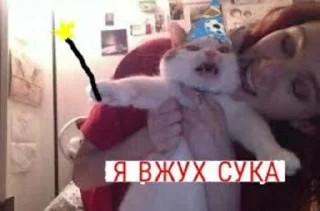 Sticker Стикеры котофрукта! - 6