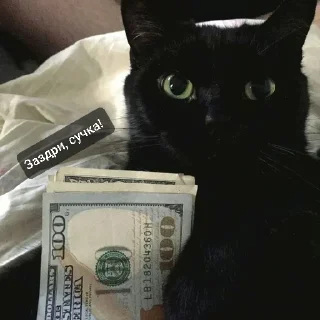 Sticker Стикеры котофрукта! - 5