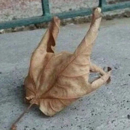 Sticker King_and_Fool - 1