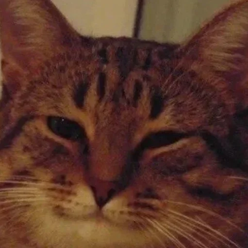 Шерстяные - small to medium-sized cats