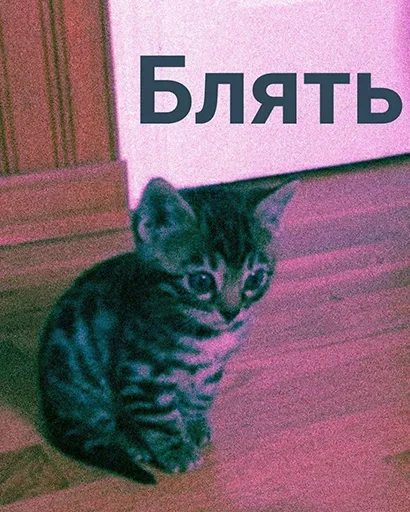 animal small to medium-sized cats mammal