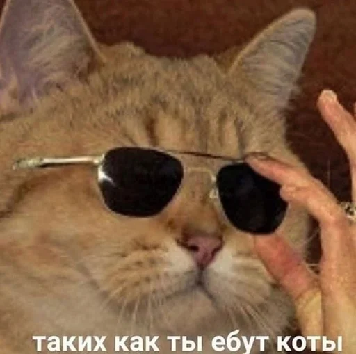 goggles mammal eyewear