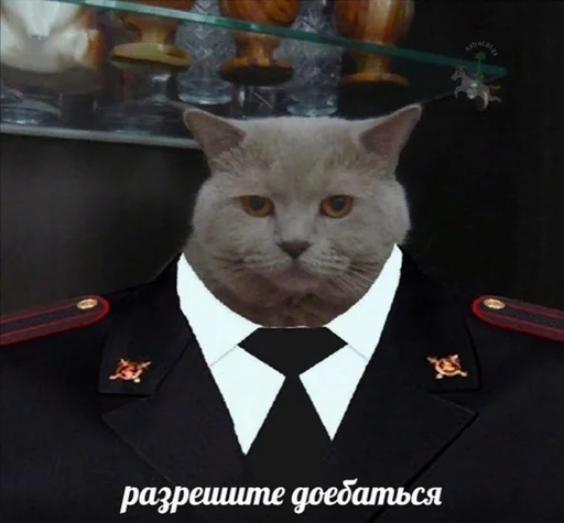 animal small to medium-sized cats collar