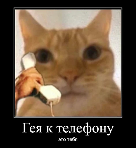 text small to medium-sized cats felidae