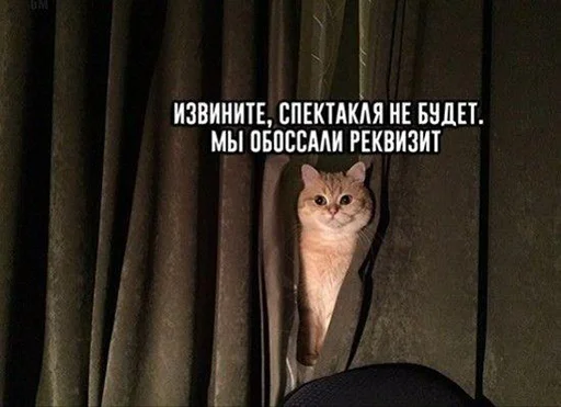 domestic cat small to medium-sized cats curtain