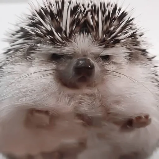 animal mammal hedgehog