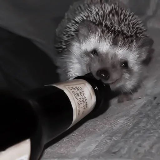 animal mammal hedgehog