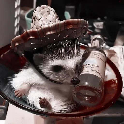 indoor animal mammal