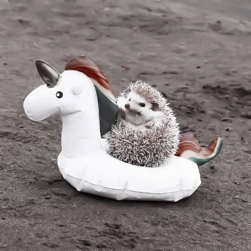 ground animal outdoor